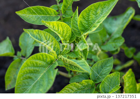 Lush, green potato leaves stretch towards the sun, showcasing their vibrant color and healthy growth in a sunny garden setting Lush, green potato leaves stretch towards the sun, showcasing their vibrant color and healthy growth in a sunny garden setting 137217351