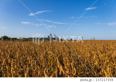 A field of dry, golden soybean plants stretches toward a clear blue sky, with a farm silo in the background, capturing the essence of harvest season A field of dry, golden soybean plants stretches toward a clear blue sky, with a farm silo in the background, capturing the essence of harvest season 137217359