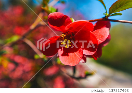 Vibrant red japanese quince or Chaenomeles japonica Blooming at the sun. The flowers are surrounded by the green leaves. 137217498
