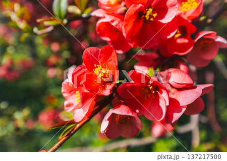Vibrant red japanese quince or Chaenomeles japonica Blooming at the sun. The flowers are surrounded by the green leaves. Vibrant red japanese quince or Chaenomeles japonica Blooming at the sun. The flowers are surrounded by the green leaves. 137217500