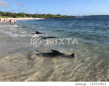 《ガラパゴス諸島》海岸を泳ぐアシカ 《ガラパゴス諸島》海岸を泳ぐアシカ 137217611