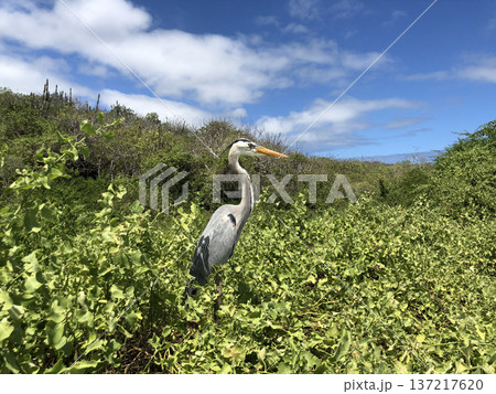 《ガラパゴス諸島》たたずむ鳥 137217620