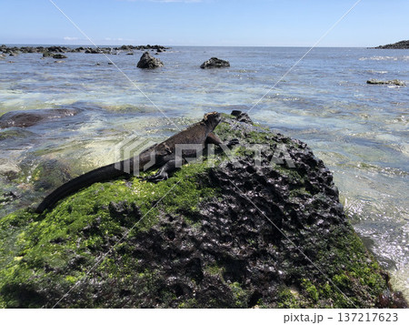 《ガラパゴス諸島》海イグアナの子供 137217623