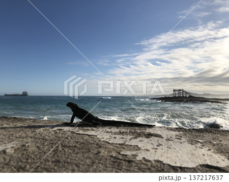 《ガラパゴス諸島》ウミイグアナ 《ガラパゴス諸島》ウミイグアナ 137217637