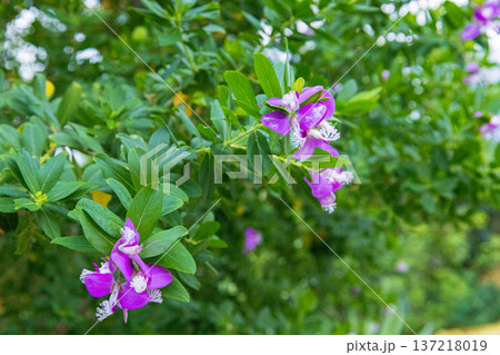 Purple Tropical Flower Bloom Closeup 137218019