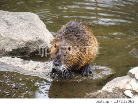 ヌートリア 137218062
