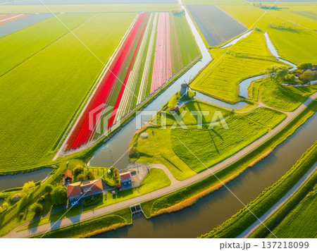 Aerial view of vibrant tulip fields in the Netherlands at sunrise. Traditional Dutch windmill 137218099