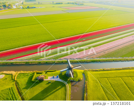 Aerial view of vibrant tulip fields in the Netherlands at sunrise. Traditional Dutch windmill 137218101