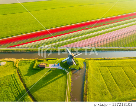 Aerial view of vibrant tulip fields in the Netherlands at sunrise. Traditional Dutch windmill 137218102