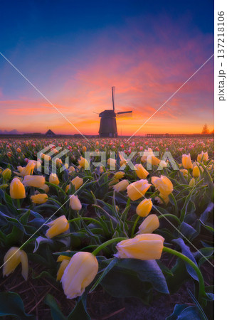 Windmill and flowers in the Netherlands. Windmill and flowers in the Netherlands. 137218106