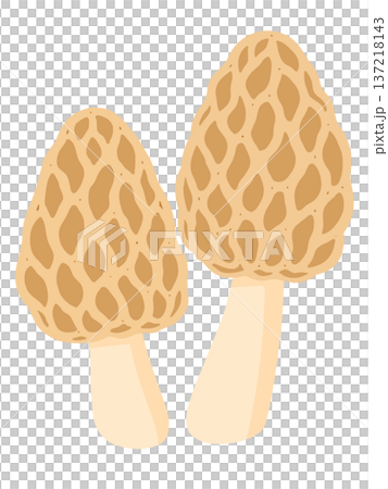 莫雷爾 莫雷爾 137218143