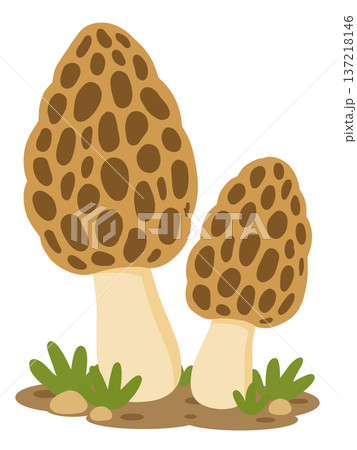 アミガサタケ 137218146