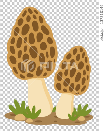 アミガサタケ 137218146