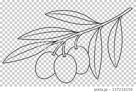 オリーブの線画 137218150