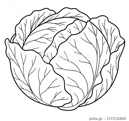 野菜の線画色々 野菜の線画色々 137218809