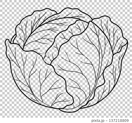 野菜の線画色々 野菜の線画色々 137218809