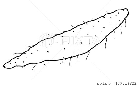 野菜の線画色々 137218822
