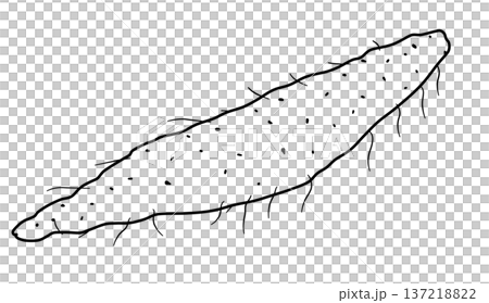 Various vegetable line drawings 137218822