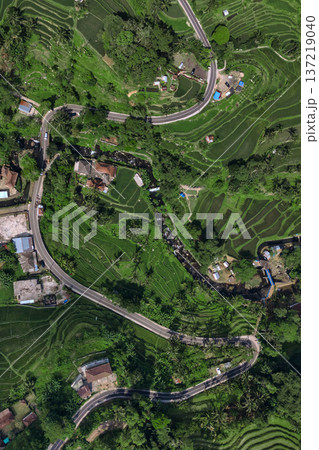 Terraced Rice Fields, Peaceful Rural Scene With Winding Roads And Green Paddies 137219040