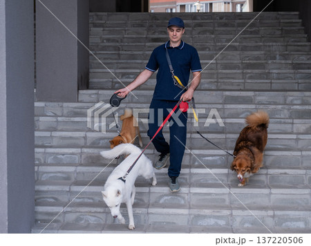 A man walks three different dogs. A man walks three different dogs. 137220506