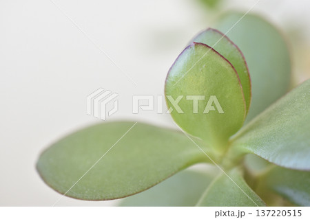 縁紅弁慶 縁紅弁慶 137220515