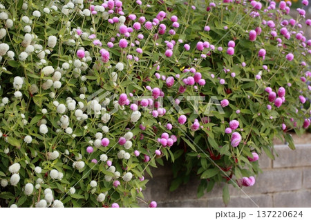 可愛い センニチコウの花 可愛い センニチコウの花 137220624