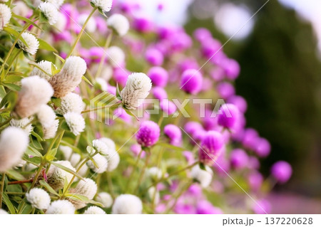 爽やか　センニチコウの花 137220628