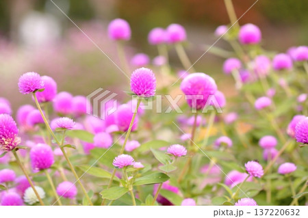 可愛い センニチコウの花 可愛い センニチコウの花 137220632
