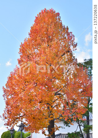 アイビースクエアーのタイワンフウの紅葉 アイビースクエアーのタイワンフウの紅葉 137220638