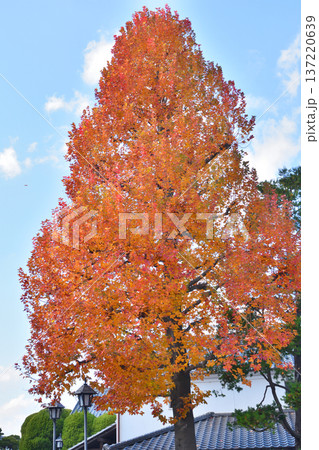 アイビースクエアーのタイワンフウの紅葉 アイビースクエアーのタイワンフウの紅葉 137220639