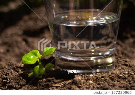 Small green plant emerging from the dark soil beside a glass of water symbolizing sustainable investments nurturing financial growth and climate progress Small green plant emerging from the dark soil beside a glass of water symbolizing sustainable investments nurturing financial growth and climate progress 137220966