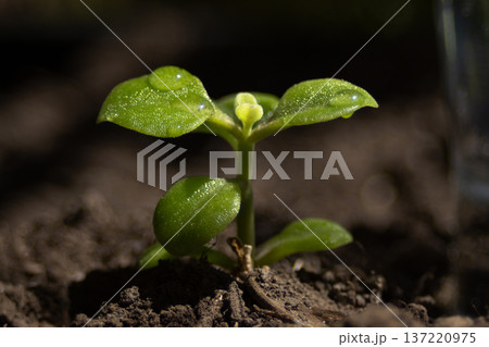 Green seedling growing in rich dark soil, symbolizing ecological growth, and responsible investment for an eco-friendly future Green seedling growing in rich dark soil, symbolizing ecological growth, and responsible investment for an eco-friendly future 137220975