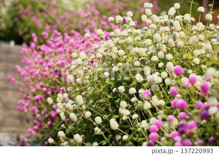 爽やか センニチコウの花 爽やか センニチコウの花 137220993