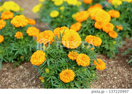 マリーゴールドの花 137220997