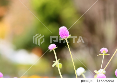 可愛い　センニチコウの花 137220998