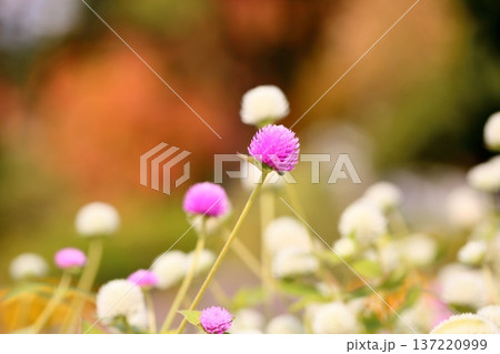 可愛い センニチコウの花 可愛い センニチコウの花 137220999
