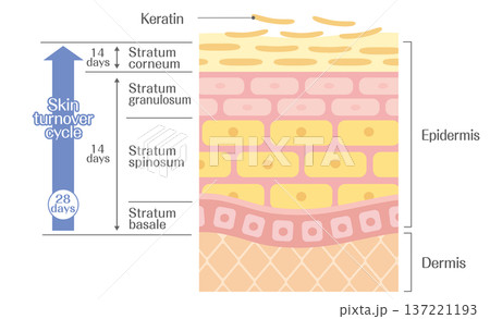 皮膚のターンオーバーの仕組み（約28日周期）表皮の細胞再生と角質層の説明図 137221193