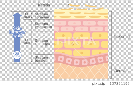 皮膚のターンオーバーの仕組み（約28日周期）表皮の細胞再生と角質層の説明図 137221193