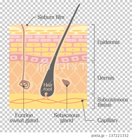 Anatomy of the skin: hair roots, sebaceous glands, sweat glands, and capillaries 137221332
