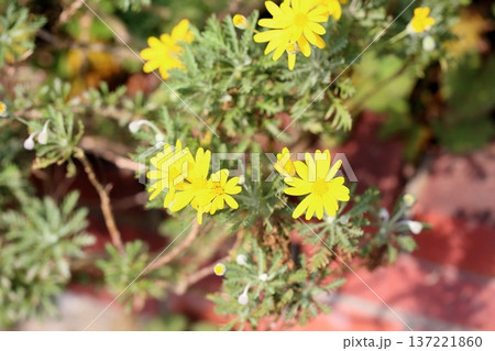 ユリオプスデージーの花 ユリオプスデージーの花 137221860