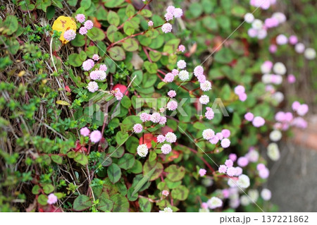 可愛い ヒメツルソバの花 可愛い ヒメツルソバの花 137221862