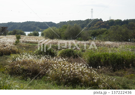 Han River bike path 137222436