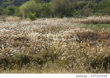Han River bike path 137222439