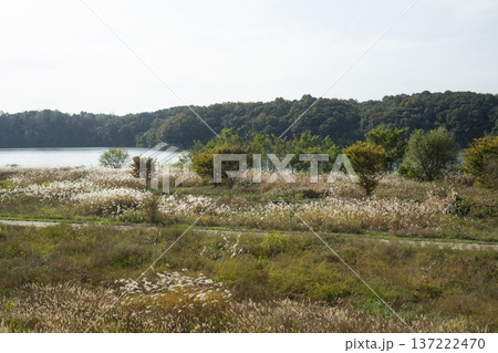 Han River bike path 137222470