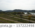 Han River bike path 137222498