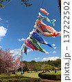 小山総合公園のこいのぼり 137222502