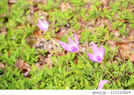 イヌサフランの花 137222624