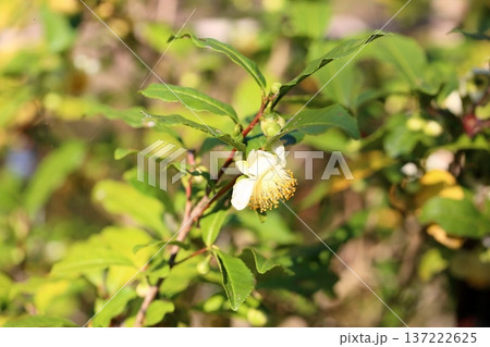 茶の木の花 137222625