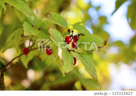 鮮やか　サンシュユの実 137222627