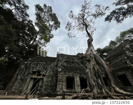 霧に包まれた寺院の風景 霧に包まれた寺院の風景 137222650